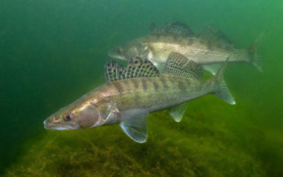 Als der Zander vom Schiffenen-in den Murtensee gelangte