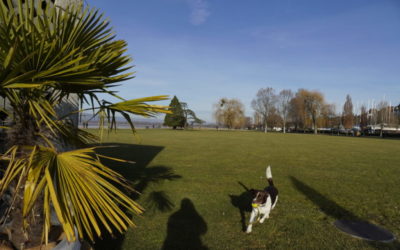 Bestimmt der schönste Schwingplatz der Schweiz