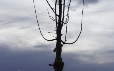 Die Linde als Brückenschlag zu 1476