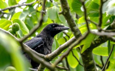 Die Merlacher Krähen kümmern sich nicht um Gemeindegrenzen