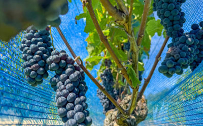 Ringen um die Traubenernte