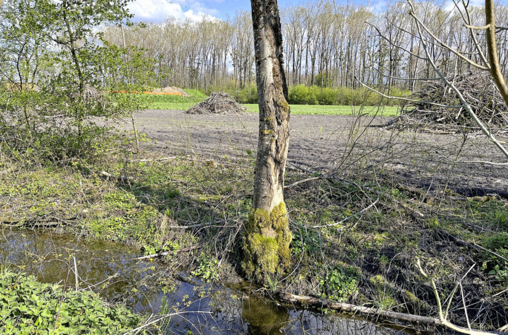 Ein Paradies für Kröten und Frösche