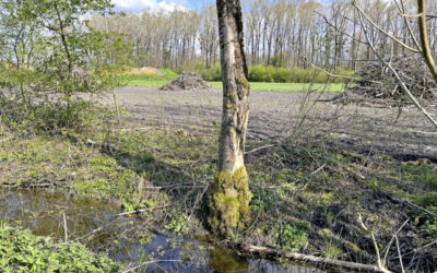 Ein Paradies für Kröten und Frösche