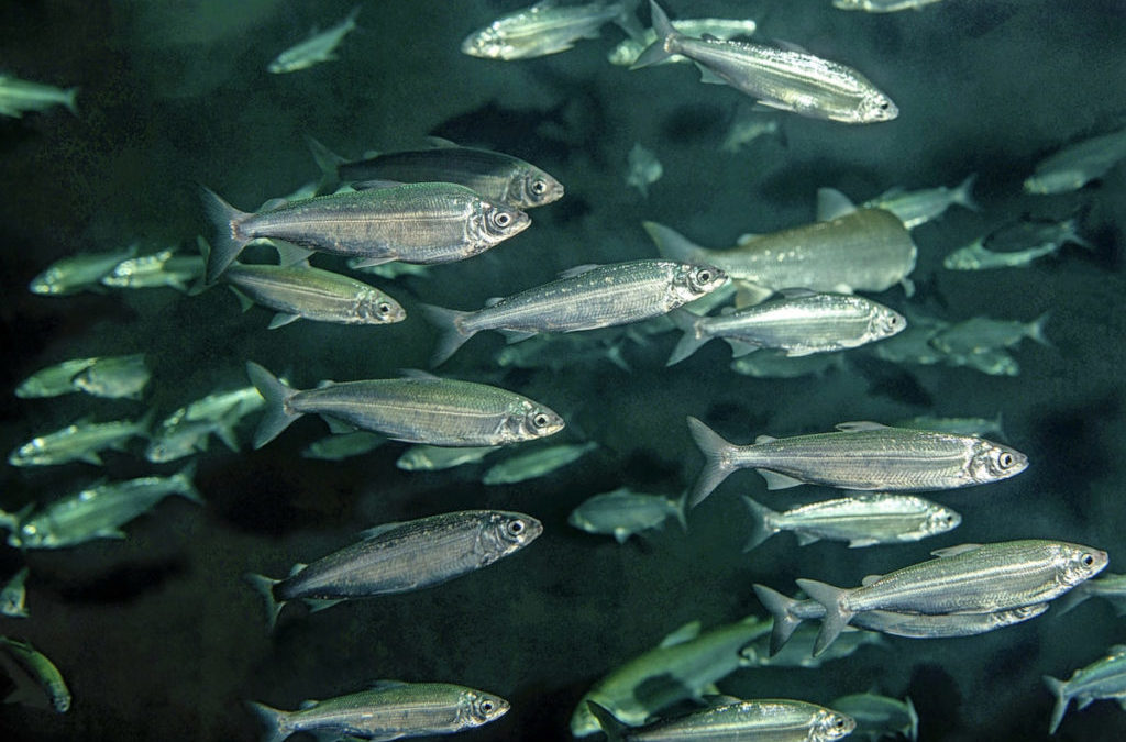 Ein edler Fisch mit schnittiger Linie