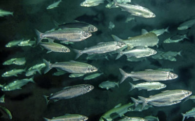 Ein edler Fisch mit schnittiger Linie