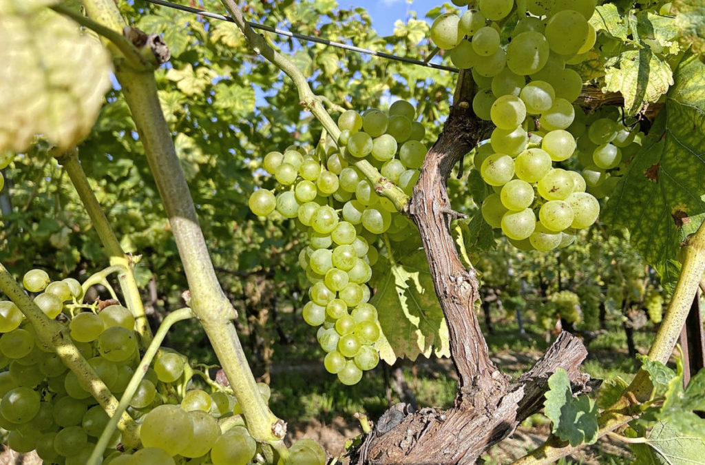 Freude über eine besondere Weinlese