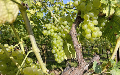 Freude über eine besondere Weinlese