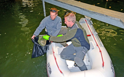 Nach dem Fischsterben folgt das Einsammeln