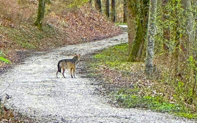 Die Wolfsgeschichte aus Gurwolf