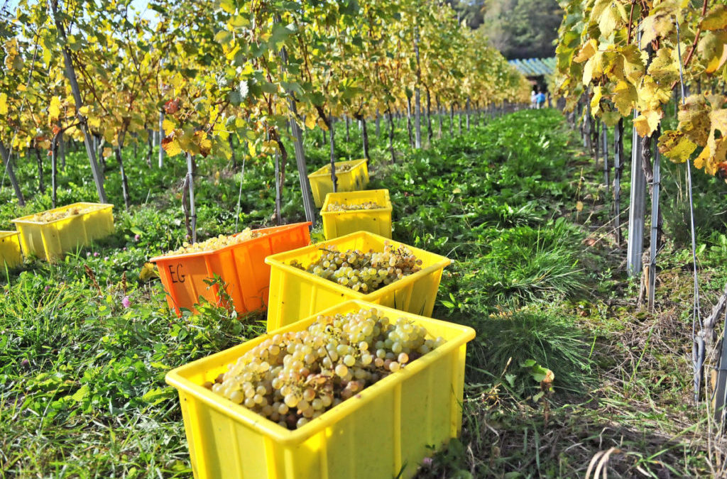 Der Vully-Jahrgang 2018 ist auf gutem Weg