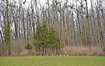 Zugverhalten der Störche verändert sich