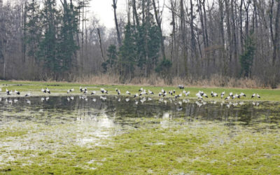 Massenhaft Störche aus Süddeutschland