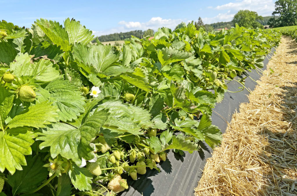 Die Zeit ist reif für Schweizer Erdbeeren
