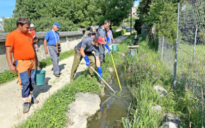 Rettungsaktion für den Fisch des Jahres 2020