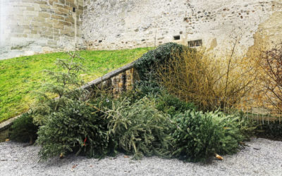 Weihnachtsbäume für den Licht-Rundgang